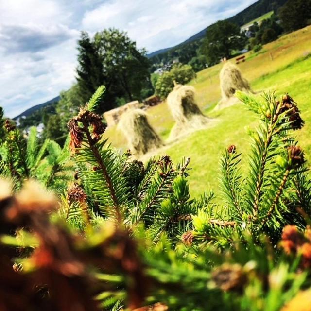 Rennsteighotel Gruener Baum Schmiedefeld am Rennsteig Eksteriør bilde